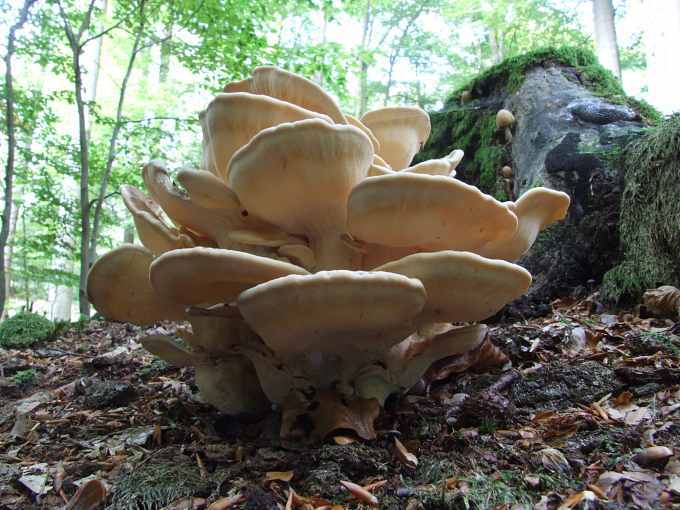 Coprinus2-1