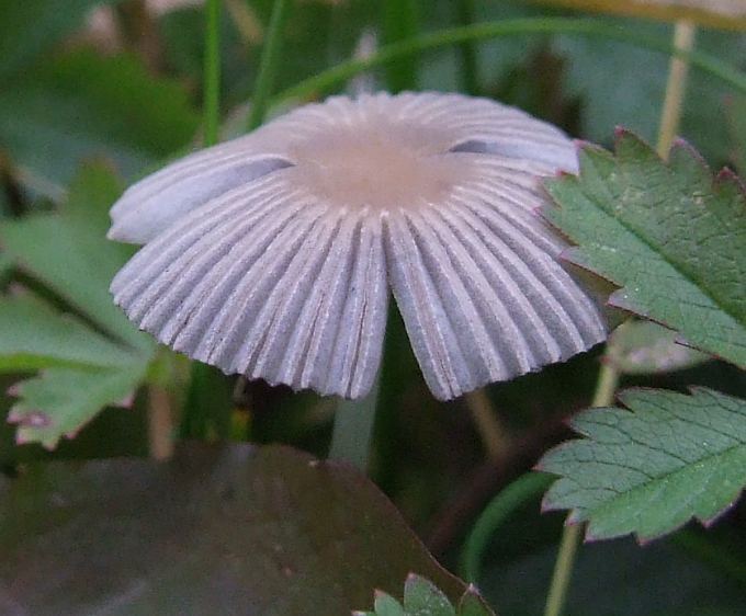 Coprinus3