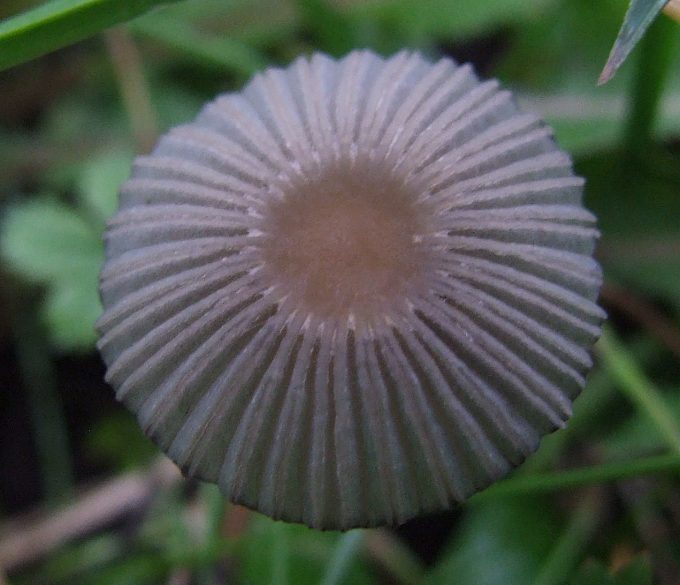 Coprinus4