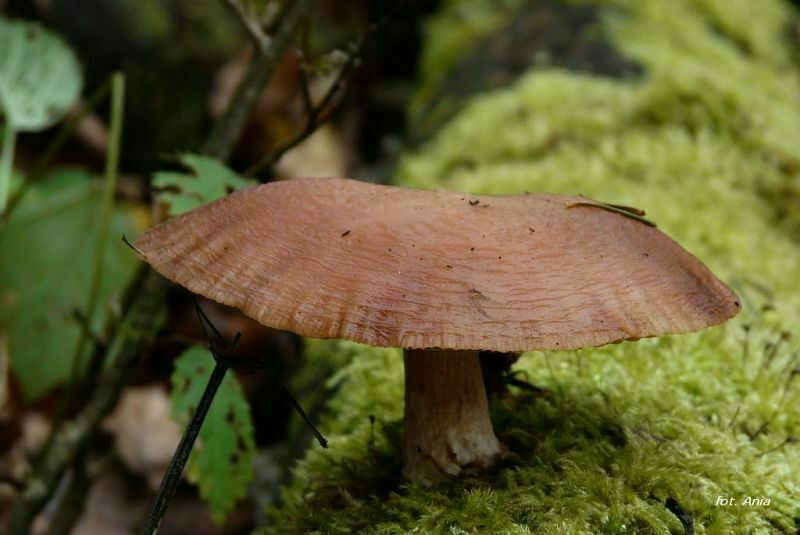 Rhodotus palmatus