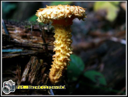 Cortinarius humicola