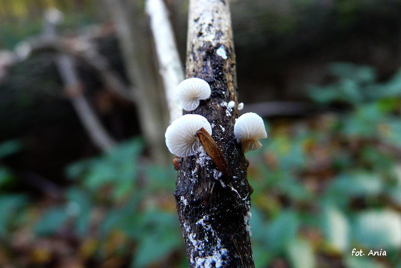 Crepidotus z wierzby