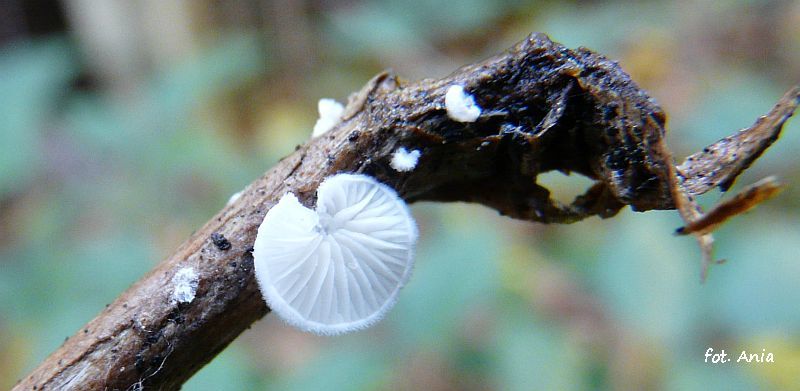 Crepidotus z wierzby