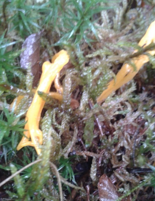 clavulinopsis