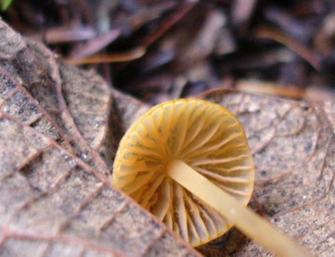 Mycena aurantiomarginata