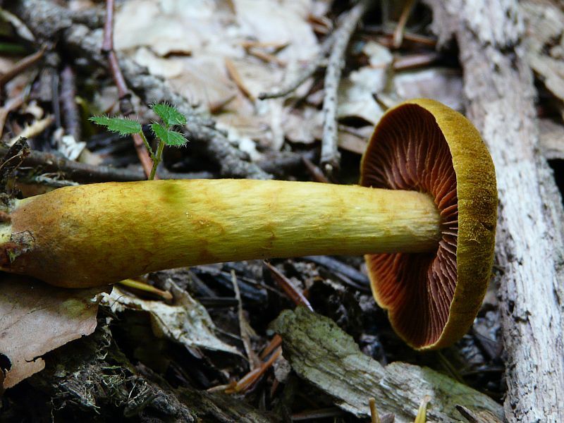 Cortinarius semisanguineus