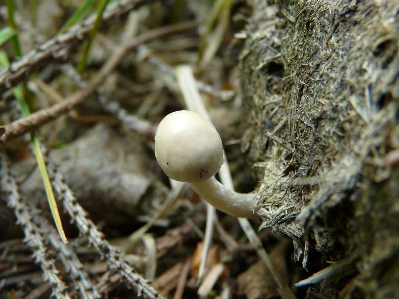 Psilocybe?