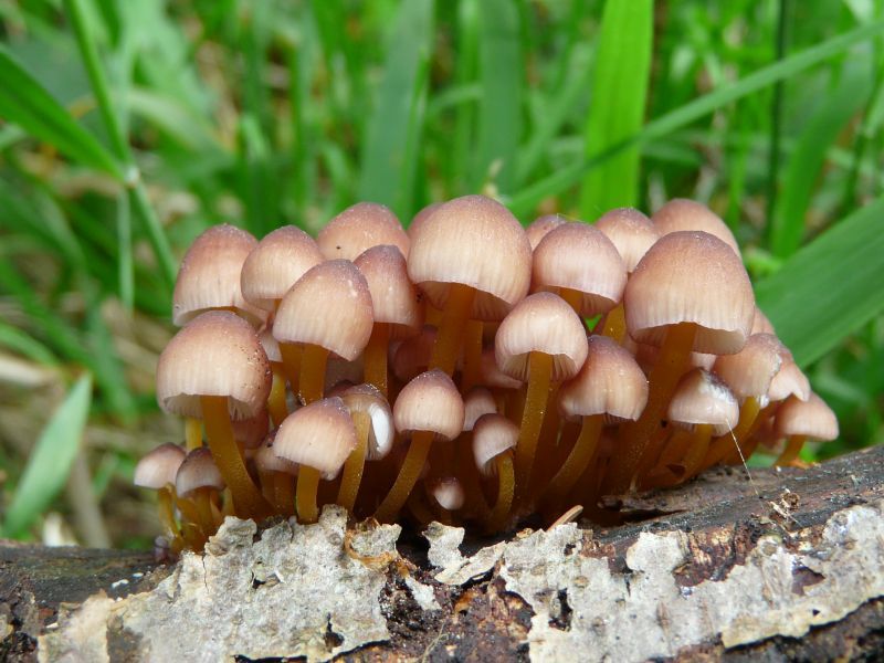 Mycena renati