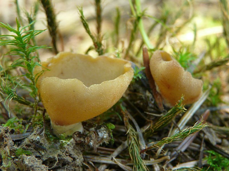 Peziza sp.