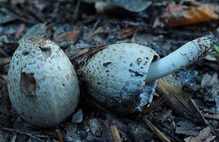 Coprinus5-3