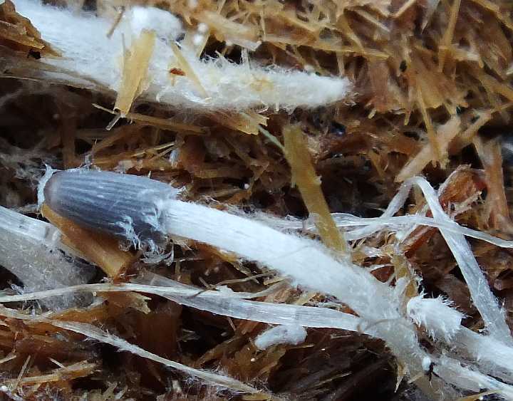 Coprinus B6