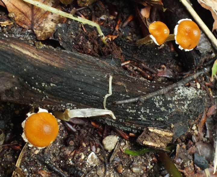 Conocybe vestita2