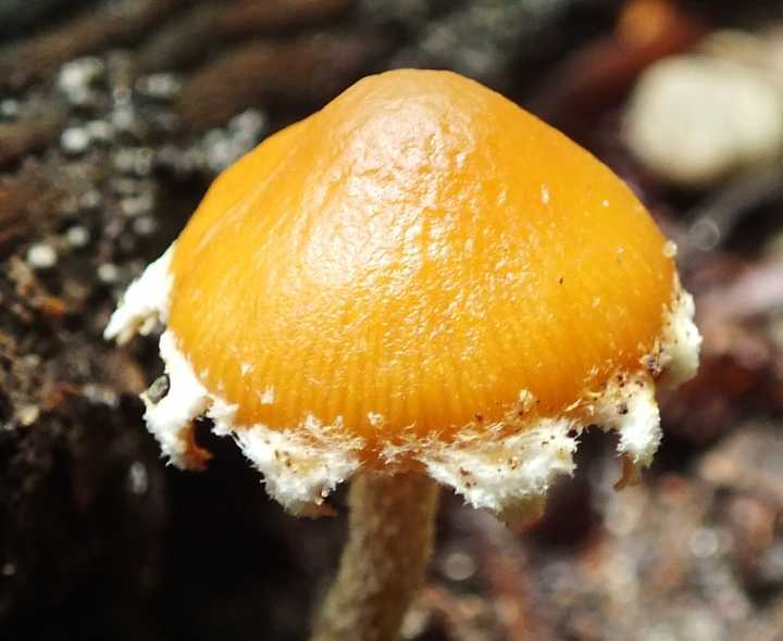 Conocybe vestita4