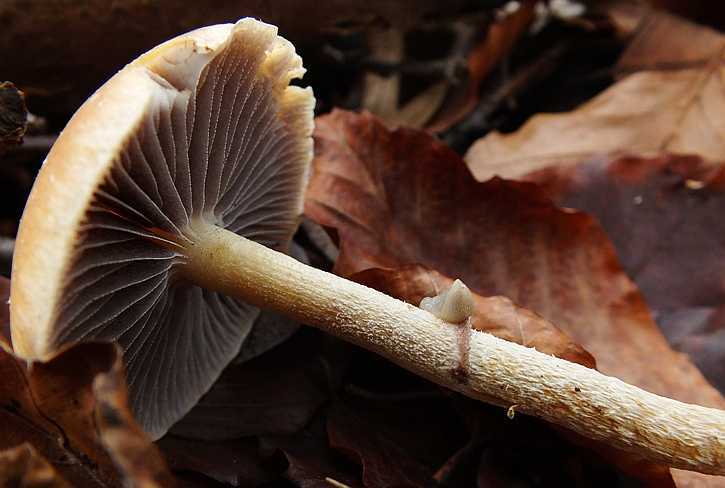 Stropharia3