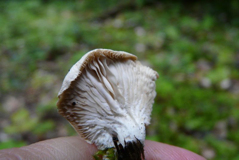 Lentinus?