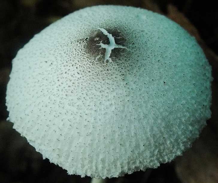 Leucocoprinus3