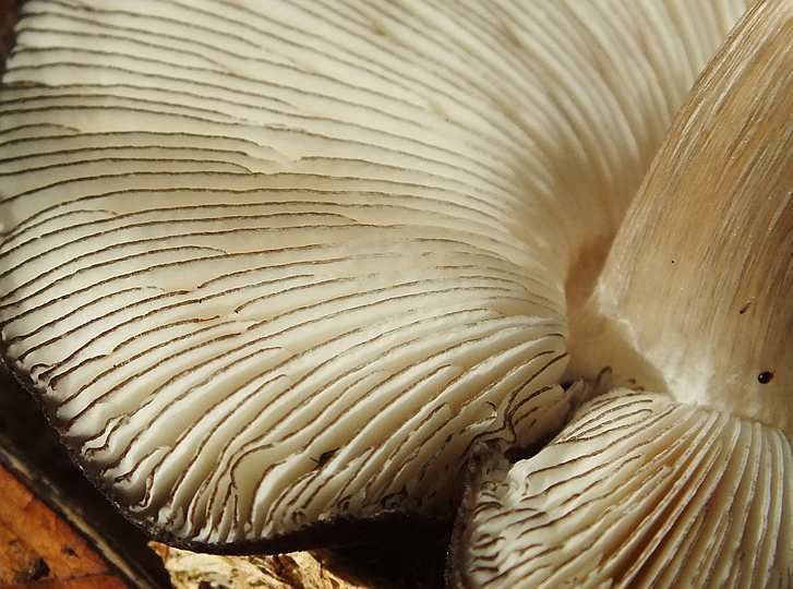 Pluteus atromarginatus5