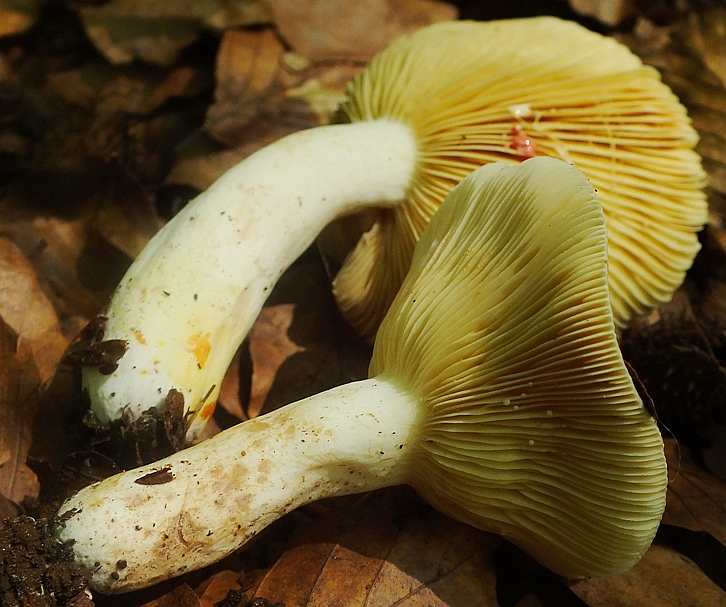 Lactarius acris3