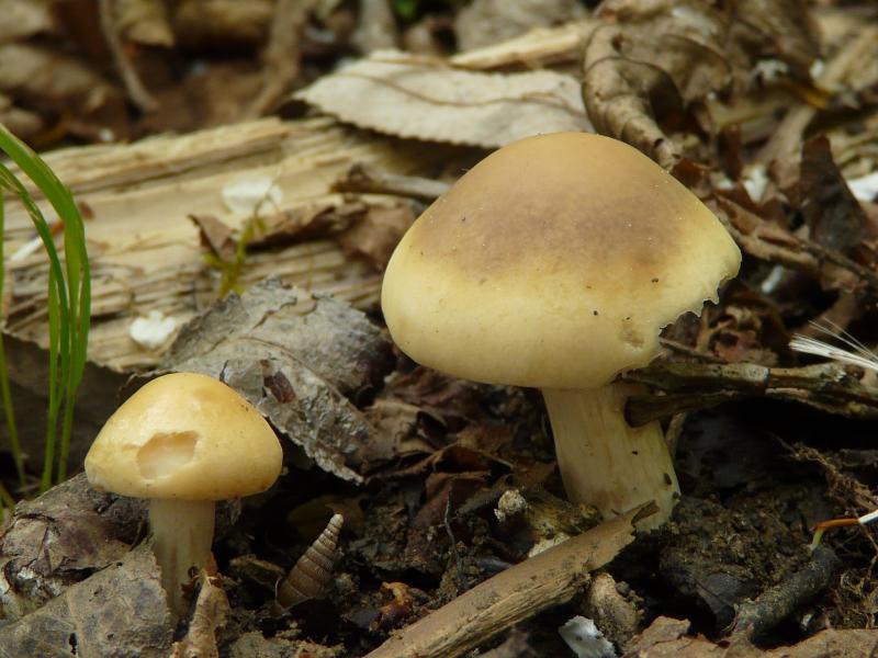 Agrocybe