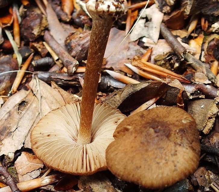 Inocybe 3