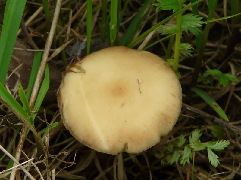 Agrocybe