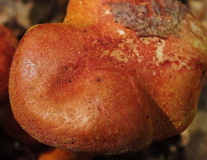 Cortinarius rdzawoczerwony4