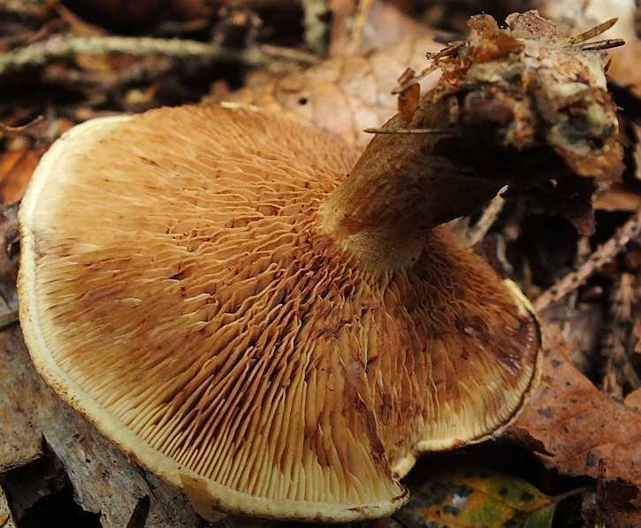 Paxillus3