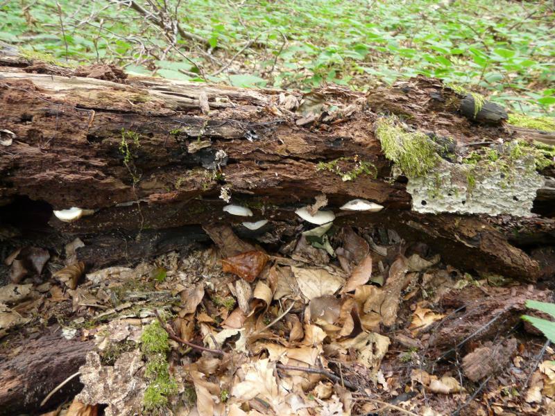 Crepidotus sp.