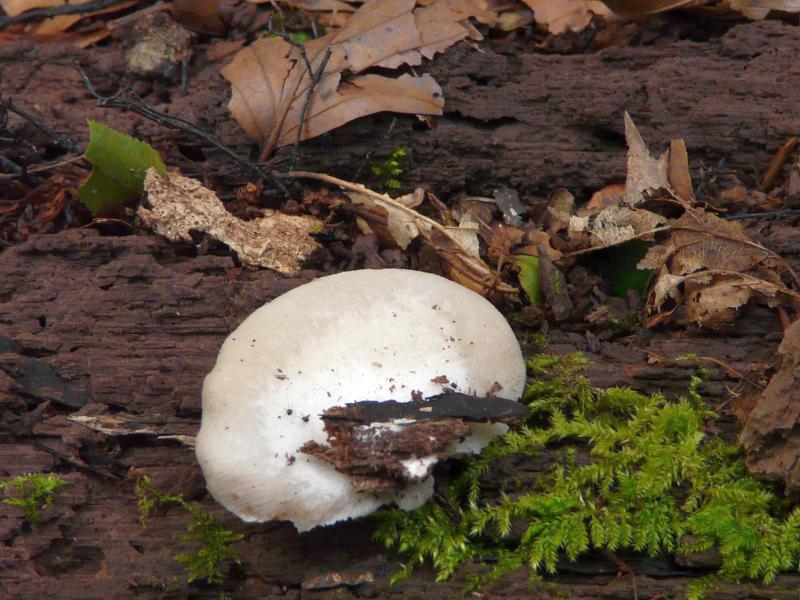 Crepidotus sp.