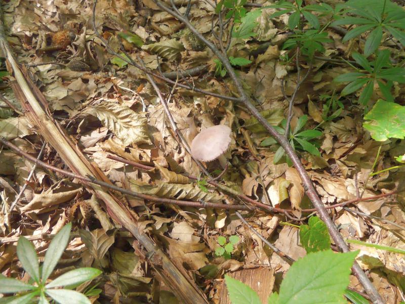 Mycena rosea