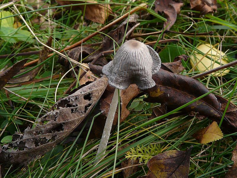 Coprinus sp.