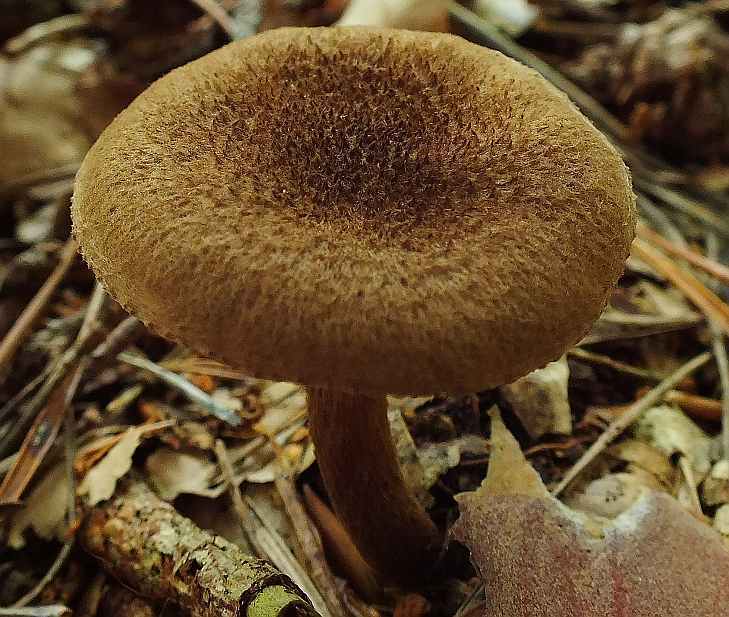 Inocybe2