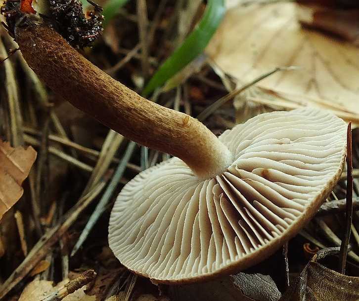 Inocybe 4