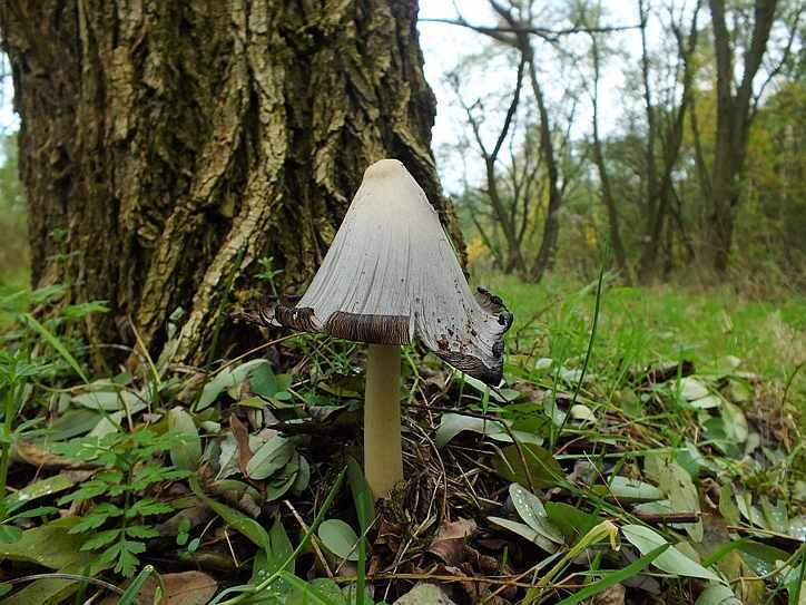 Coprinus1