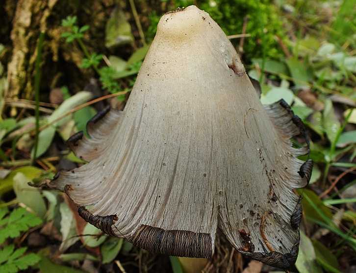 Coprinus2