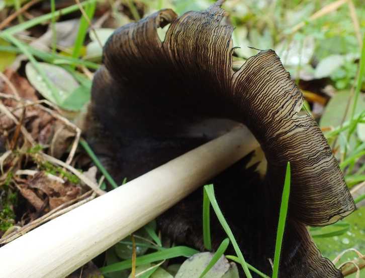 Coprinus4