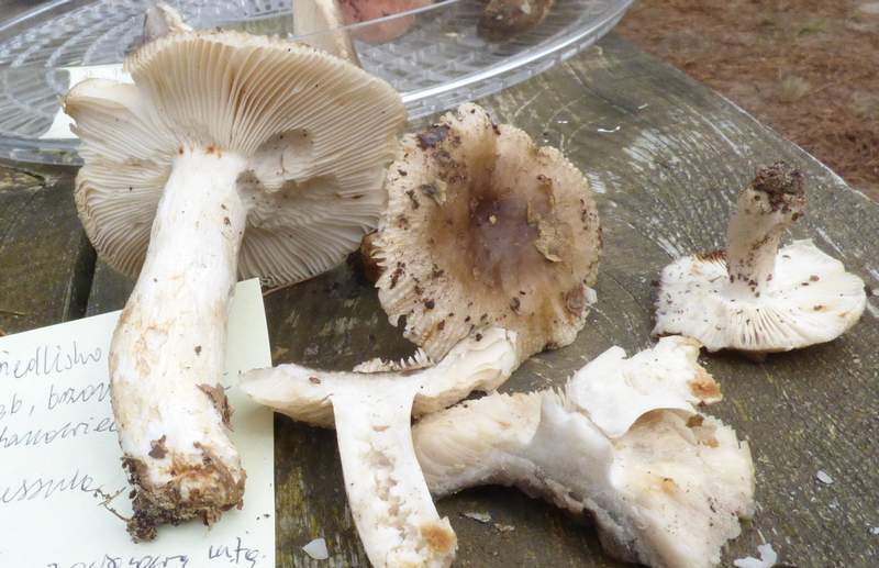 Russula3a