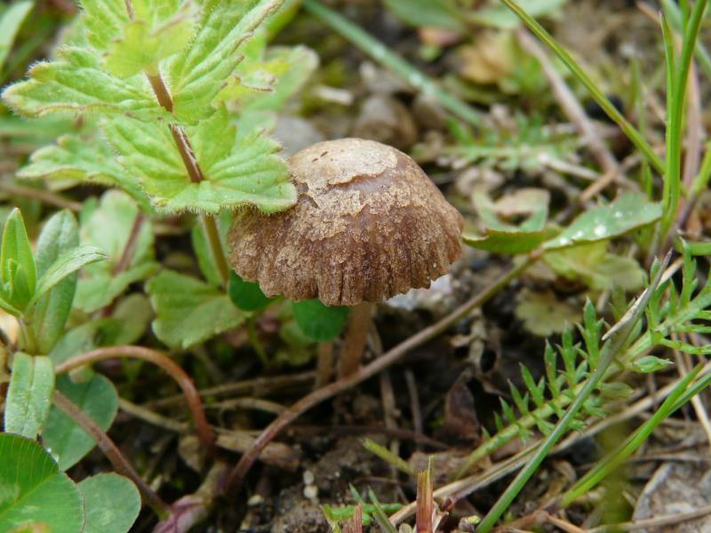 Psathyrella