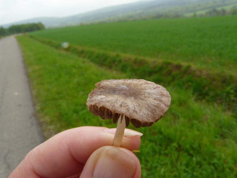 Psathyrella