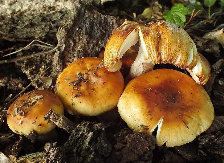 Russula 16-2