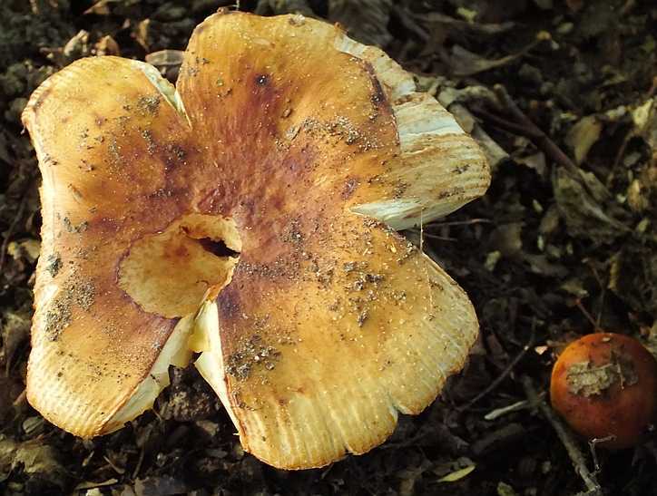 Russula 16-3