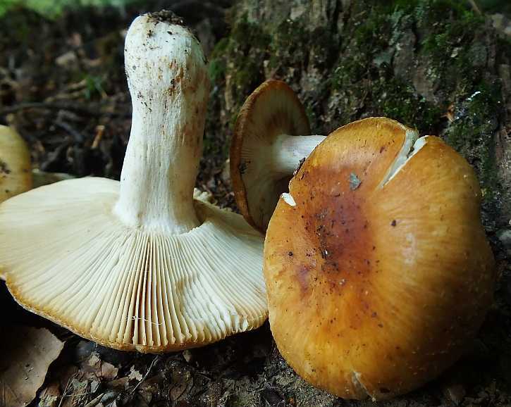 Russula 16-4