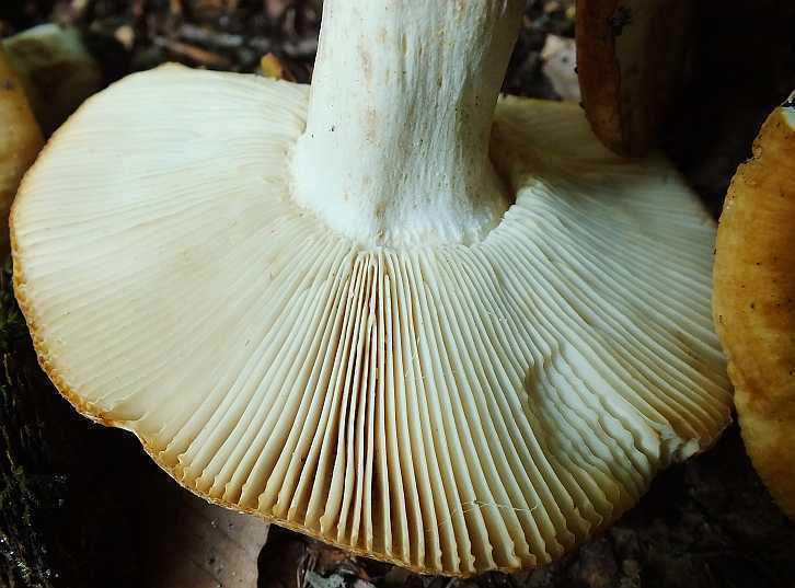 Russula 16-5