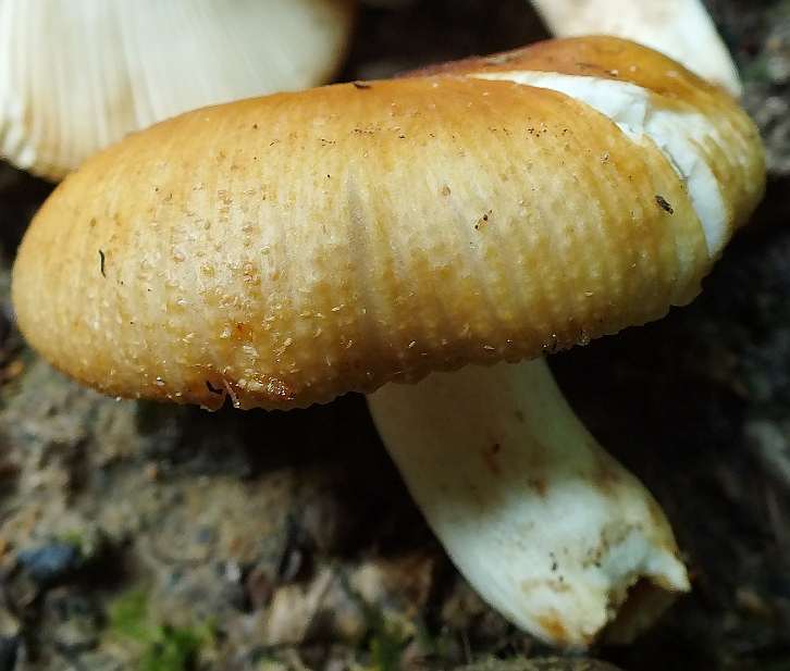 Russula 16-6