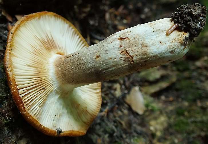 Russula 16-7