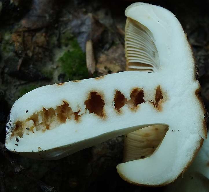 Russula 16-8