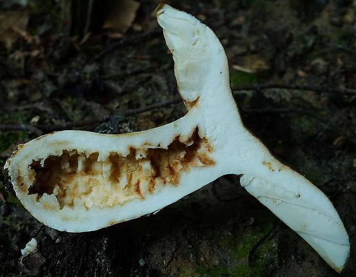 Russula 16-9