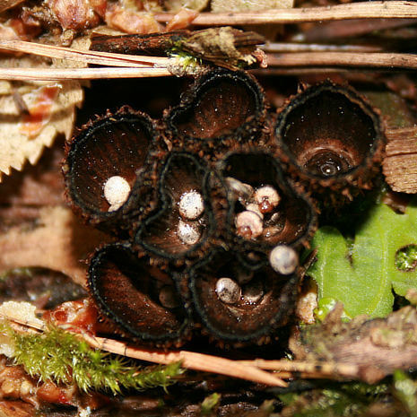 Kubek pr&#191;kowany (Cyathus striatus)?