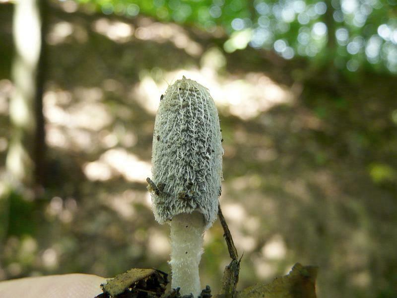 Coprinus sp.