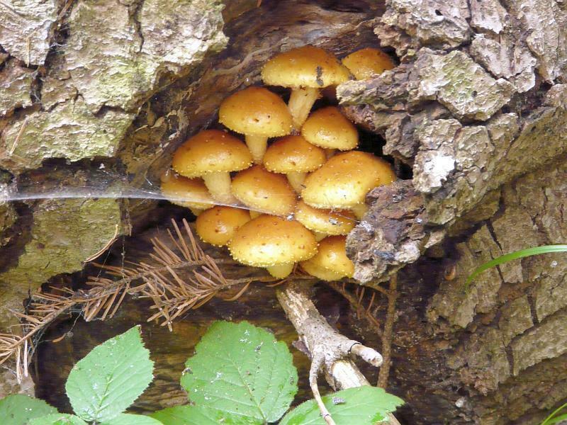 Pholiota sp.